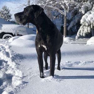 Meet your Posher, Anthony